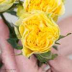 Yellow Fibonacci Spray Roses