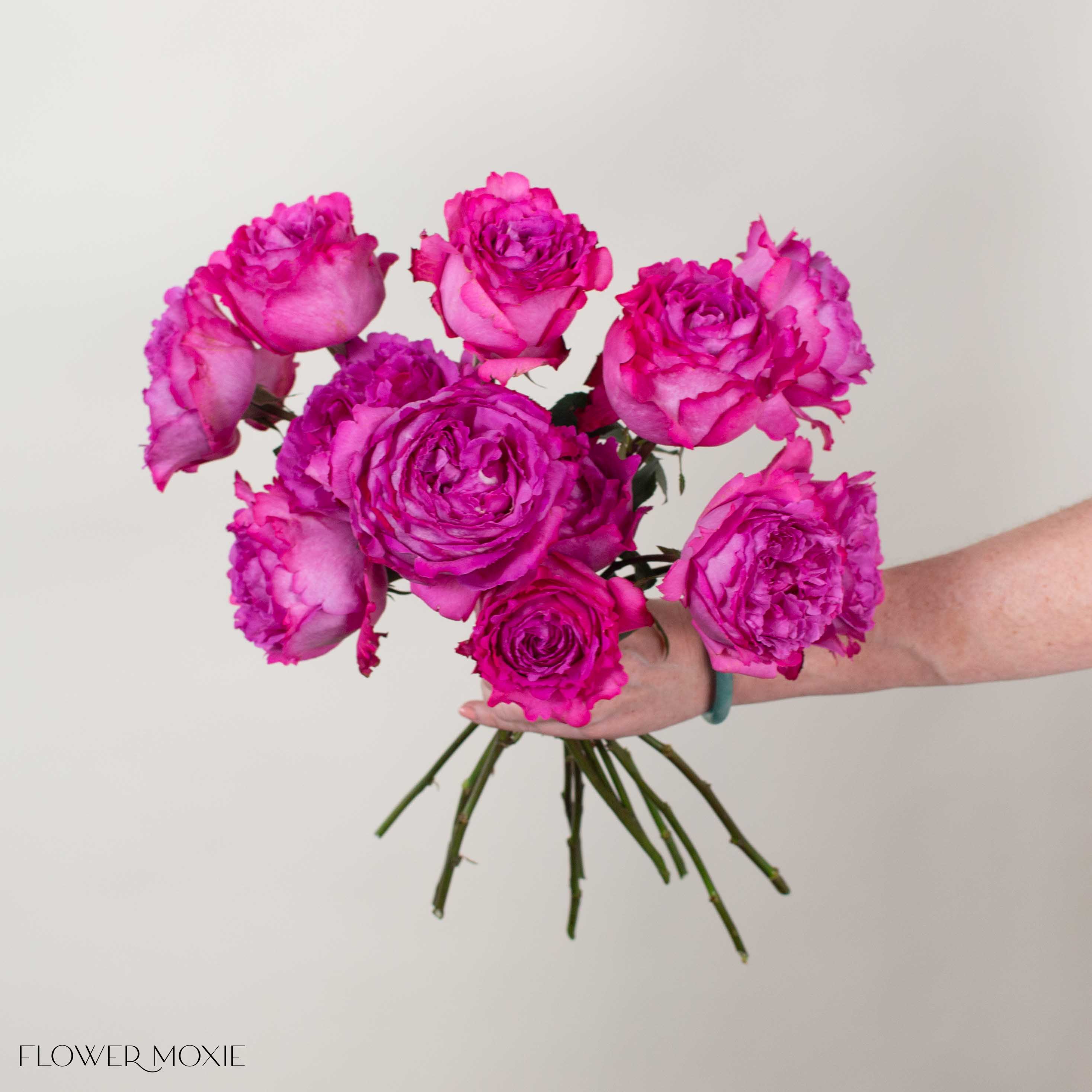 Pink Yves Piaget Garden Rose
