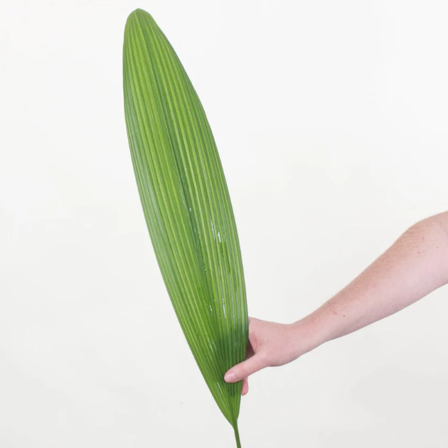 Accordeon Palm Greenery