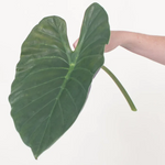 Alocasia Greenery