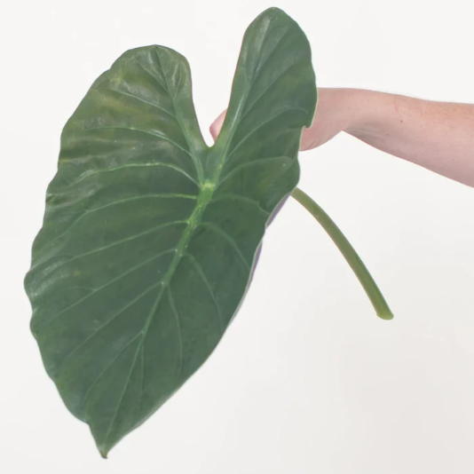 Alocasia Greenery
