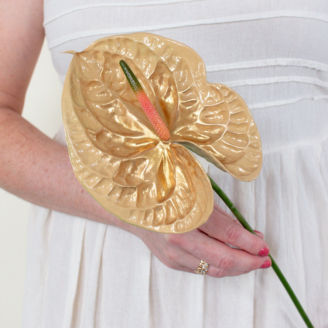 anthurium champagne Honey Iridescent Anthurium