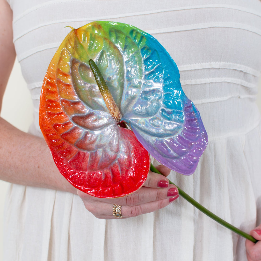 different colors of anthurium Loud & Proud Iridescent Anthurium