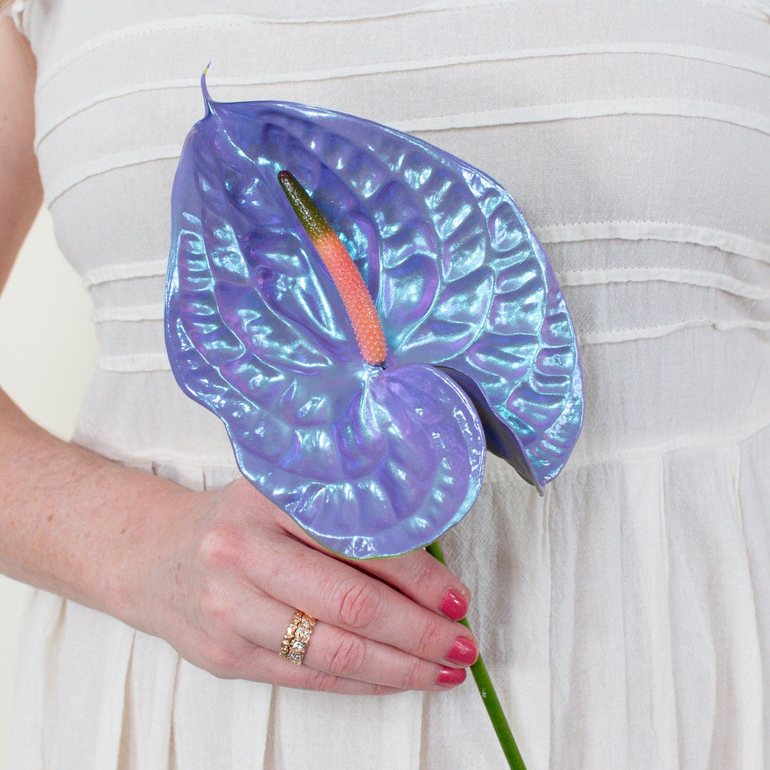 flower blue anthurium Mochi Iridescent Anthurium