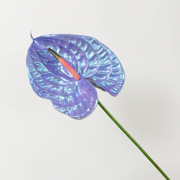 anthurium-mochi-haus-of-stems-