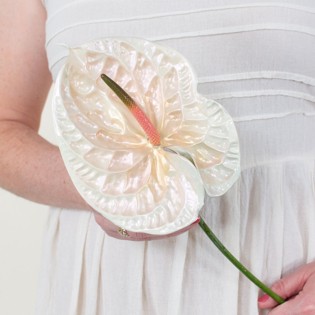 anthurium gracilis red pearls Pearl Iridescent Anthurium