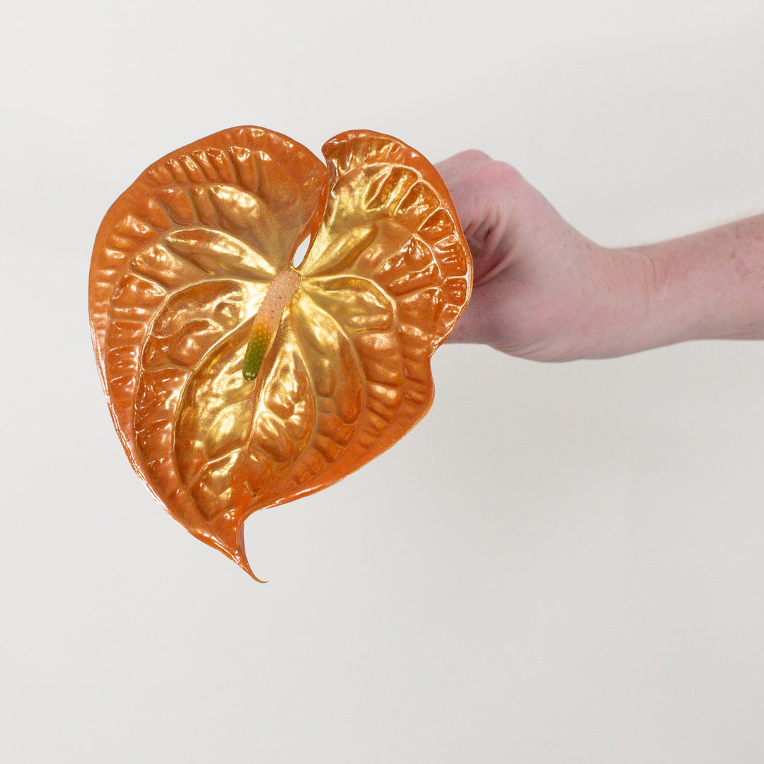 anthurium muyunense Iridiscent Anthurium - Sienna