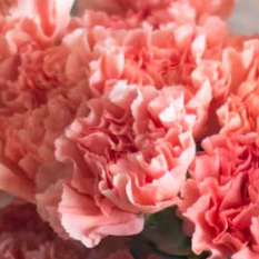 Apricot Carnation Flower