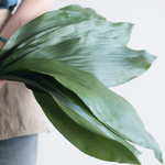 Green Aspidistra Greenery