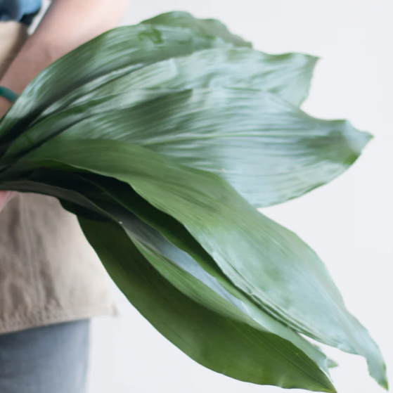 Green Aspidistra Greenery