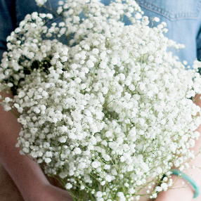 White Babys Breath Flower