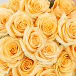 Butter Yellow Crème de la Crème Rose Flower