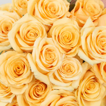 Butter Yellow Crème de la Crème Rose Flower