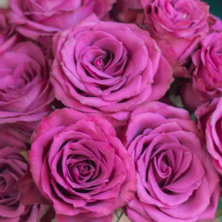 Deep Purple Blueberry Rose Flower