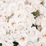 Blush Spray Rose Flower