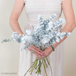 Bleached White Baby Eucalyptus Greenery
