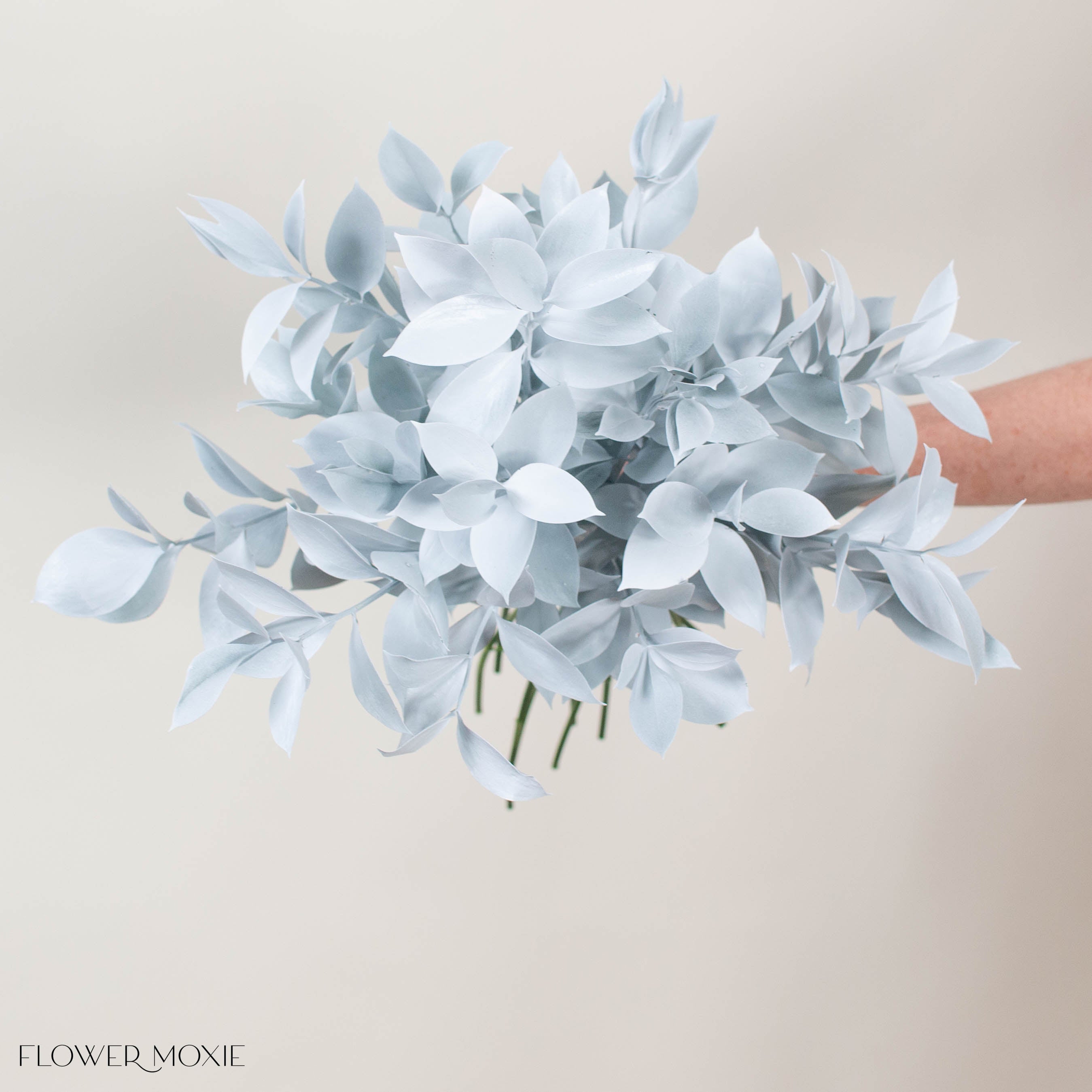 Bleached White Israeli Ruscus Greenery