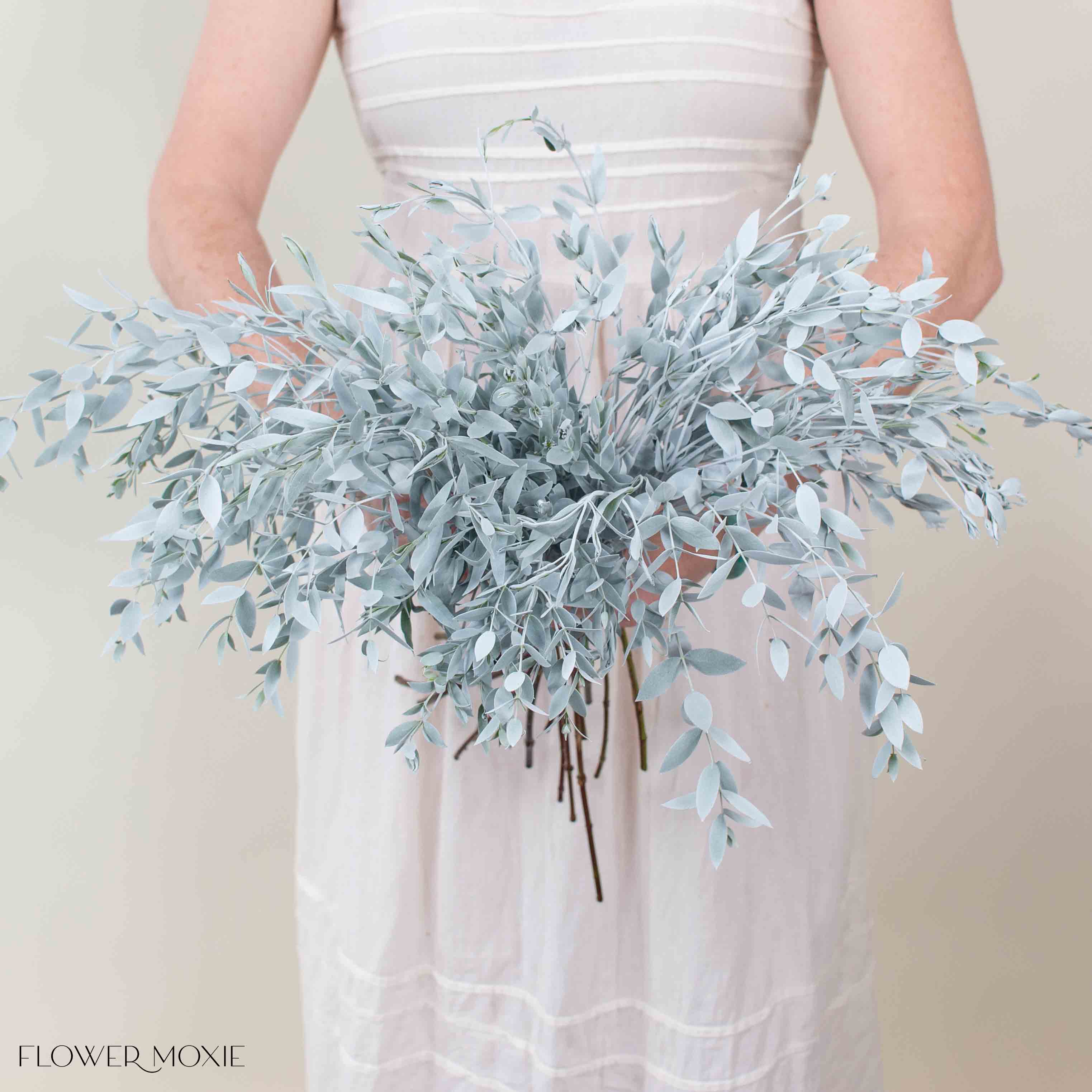 Bleached White Parvifolia Eucalyptus Greenery