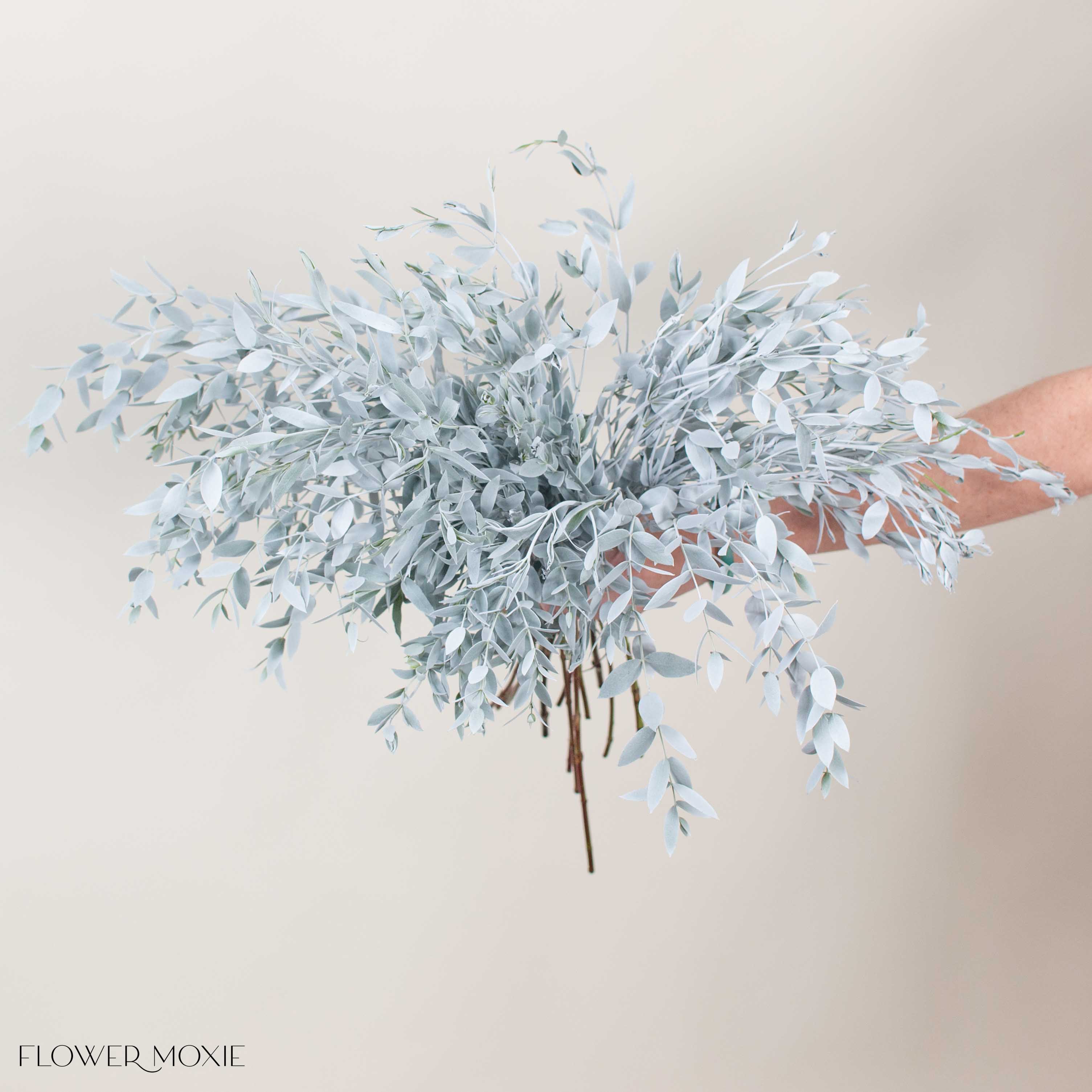 Bleached White Parvifolia Eucalyptus Greenery