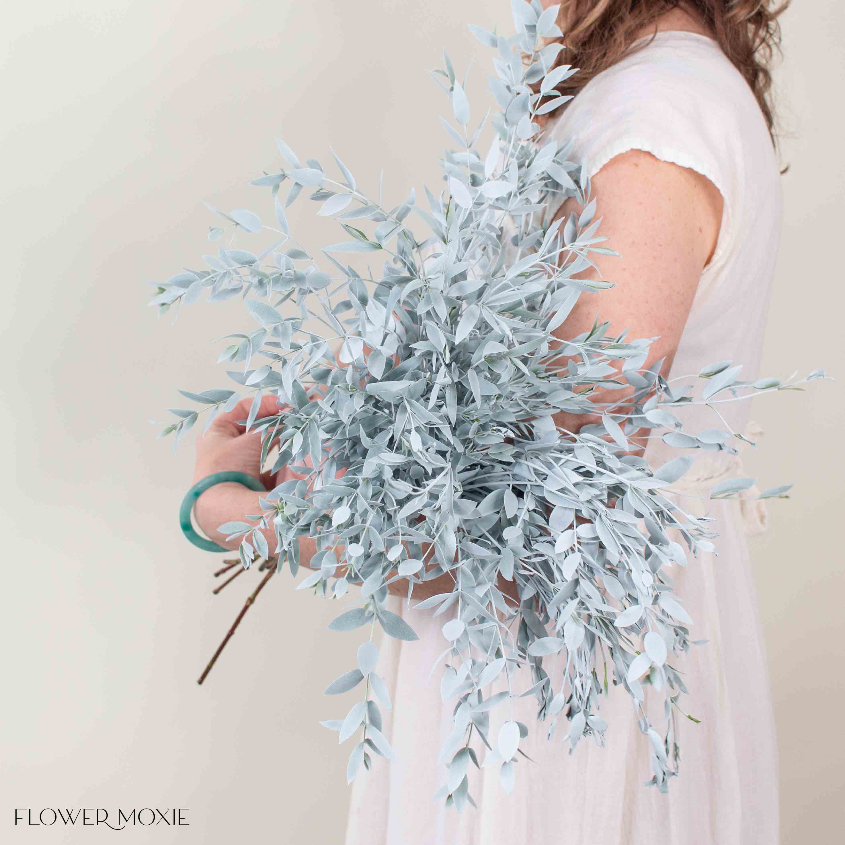 Bleached White Parvifolia Eucalyptus Greenery