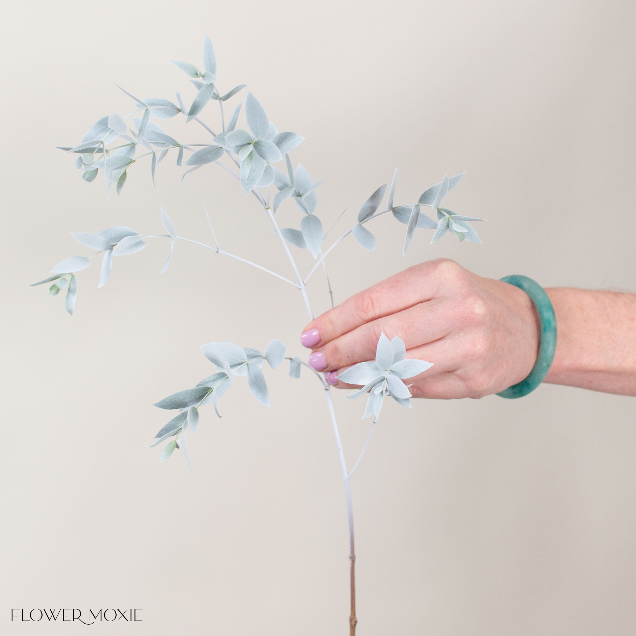 Bleached White Parvifolia Eucalyptus Greenery