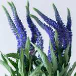 blue veronica 185ca5f3 8866 4cd9 a1a2 b7145c6c0df1