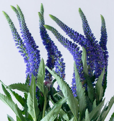 blue veronica 185ca5f3 8866 4cd9 a1a2 b7145c6c0df1