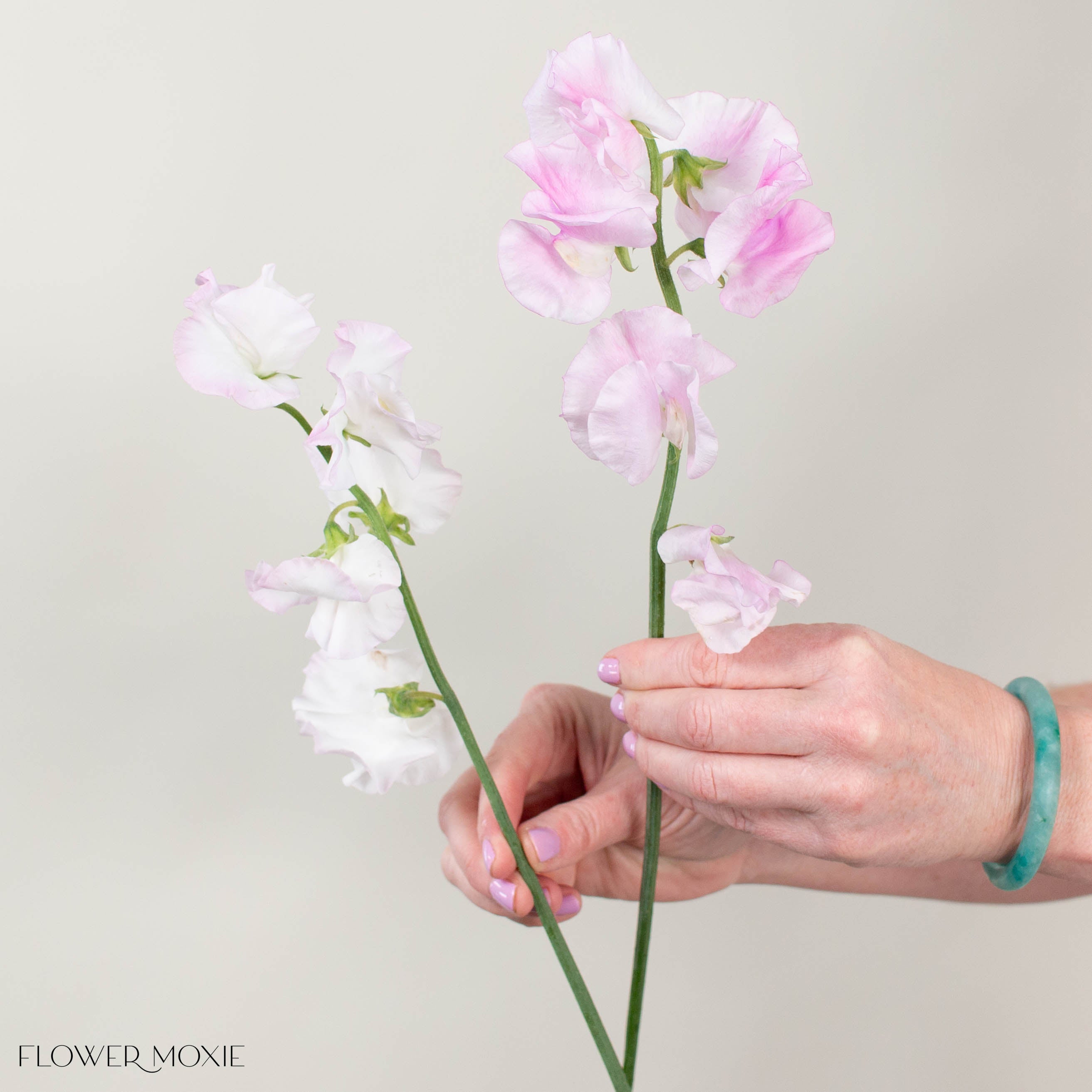 Blush Pink Sweet Pea – Flower Moxie
