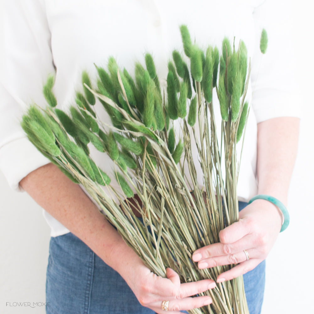 green dried bunny tail grass