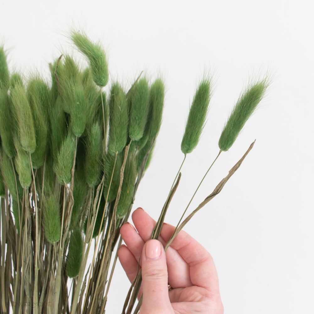 green dried bunny tail grass