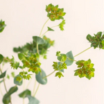 Bupleurum Greenery