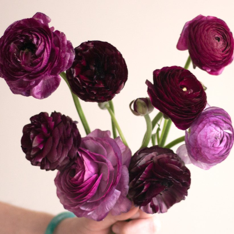Deep Violet Ranunculur Flower