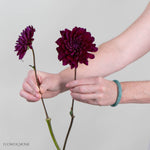 Burgundy Dahlia Flower
