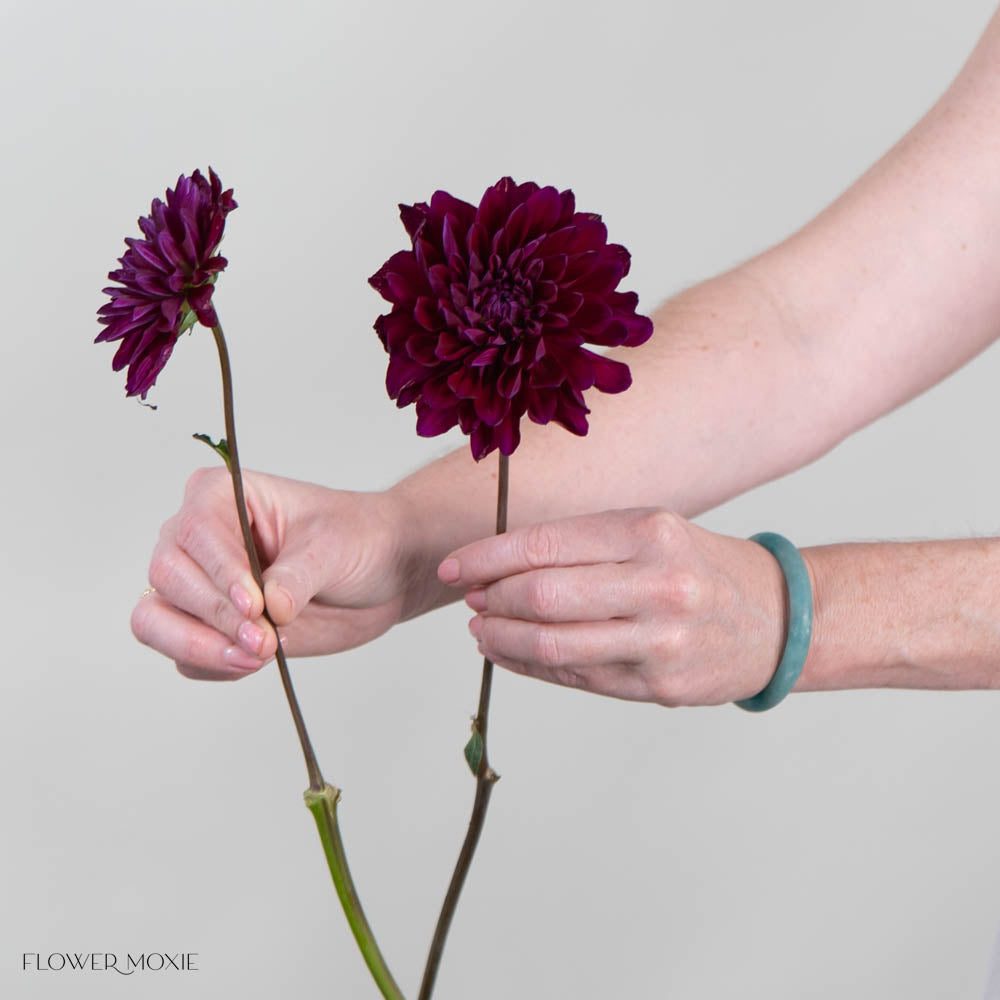 Burgundy Dahlia Flower
