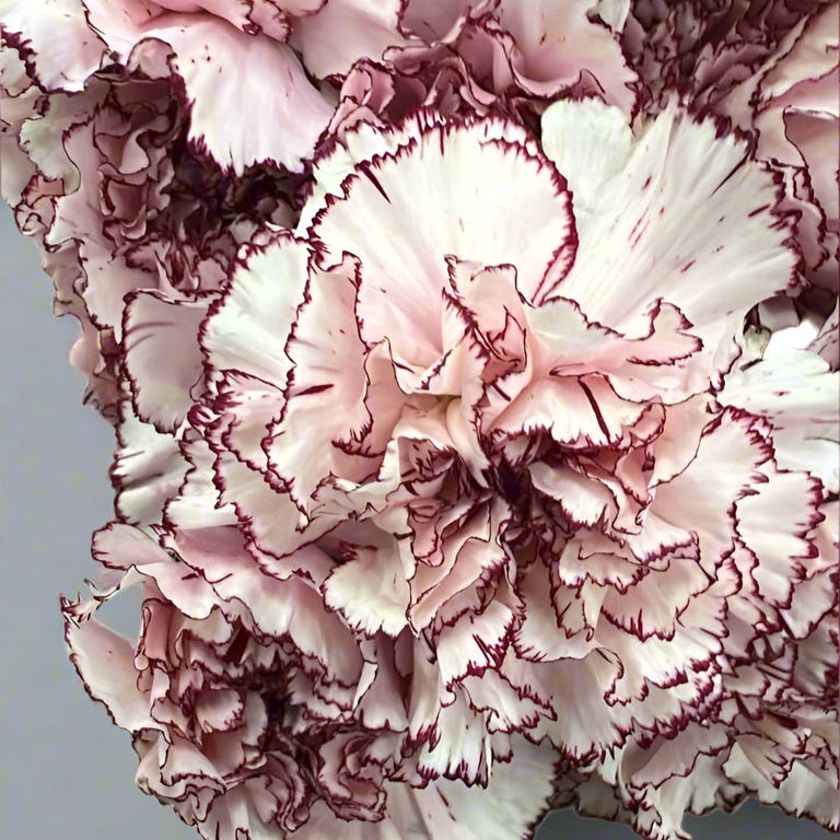 White and Burgundy Carnation