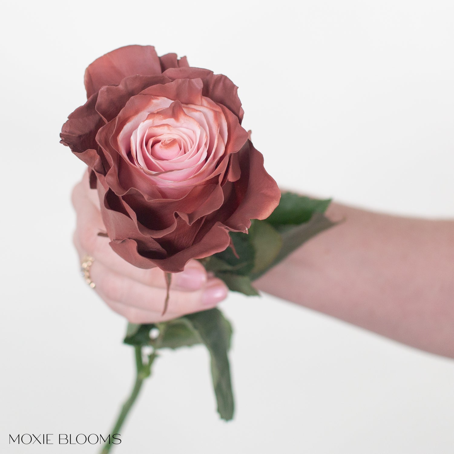 Painted and Dyed Dipped Berry Novelty Rose