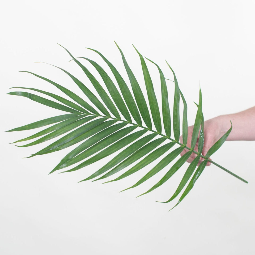 palm plant leaves Robellini Palm Greenery | DIY Wedding Flowers | Flower Moxie 30 stems