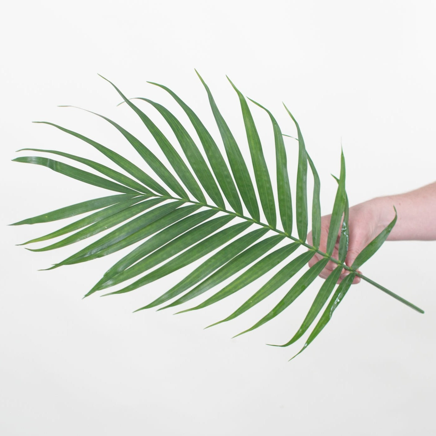 plants with palm leaves Robellini Palm Greenery | DIY Wedding Flowers | Flower Moxie 30 stems