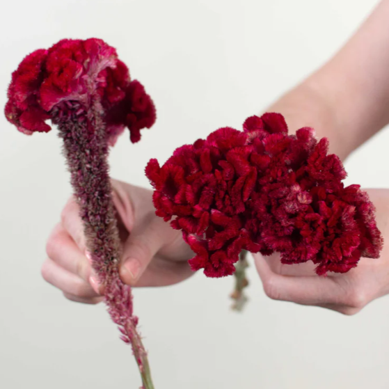 Deep Red Celosia Flower