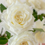 White Rose Flower