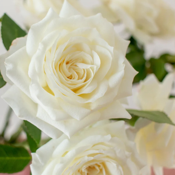 White Rose Flower