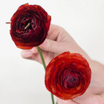 Chocolate Ranunculus Flower