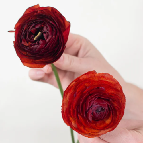 Chocolate Ranunculus Flower