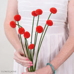 Tinted Poppy Billy Ball Flower