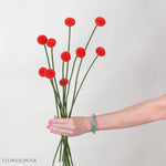 Tinted Poppy Billy Ball Flower