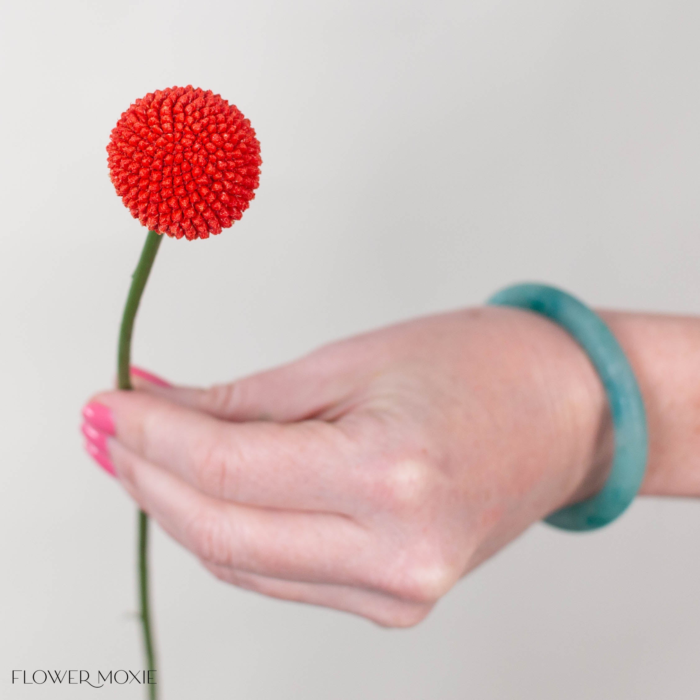 Tinted Poppy Billy Ball Flower