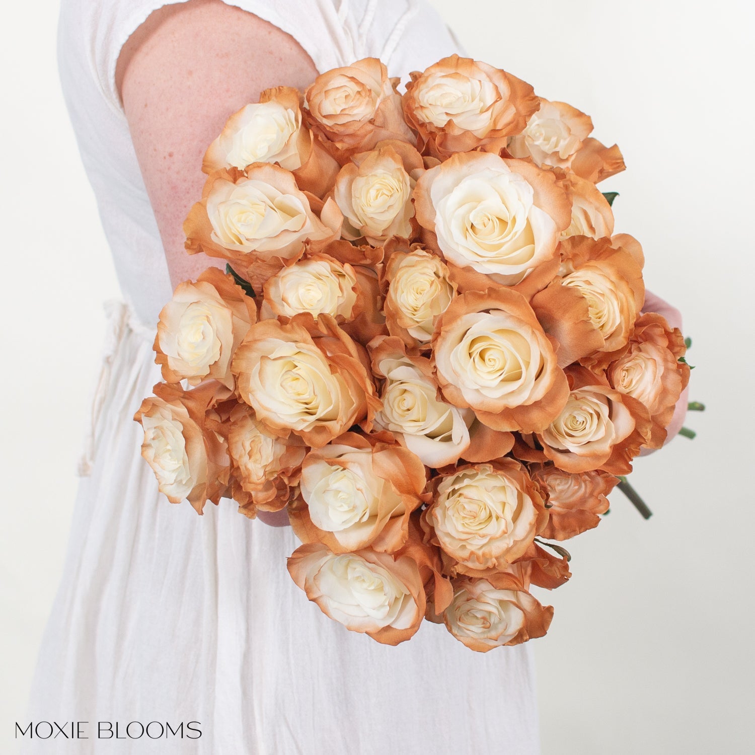 cinnamon rose plant Cinnamon Edge Novelty Rose