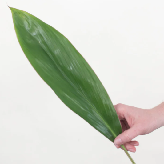 Green Cordelyn Greenery