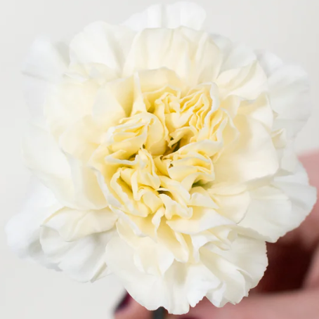 Cream Carnation Flower