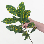 Croton Lemon Greenery